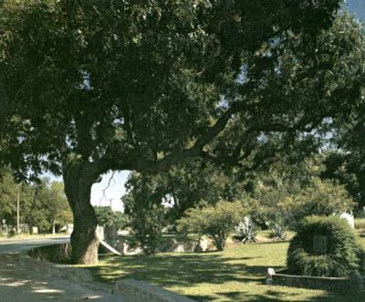 Famous tree of Texas - Rough Riders Pecan